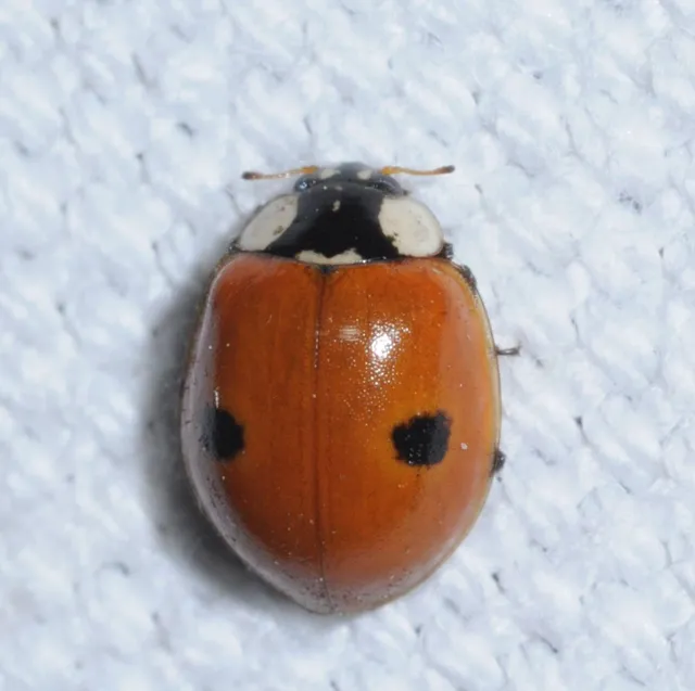 Adalia bipunctata - kétpettyes katica