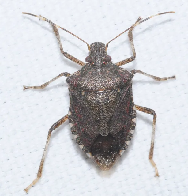 Halyomorpha halys - ázsiai márványospoloska