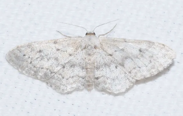Idaea seriata - szürke apróaraszoló