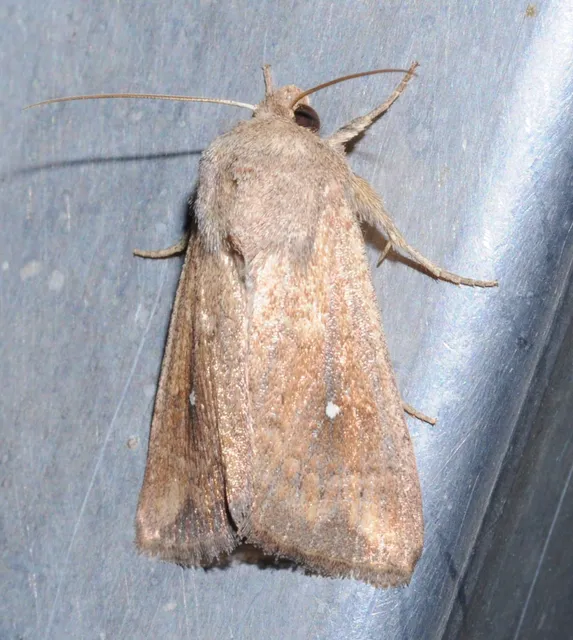 Mythimna albipuncta - fehérpettyes rétibagoly