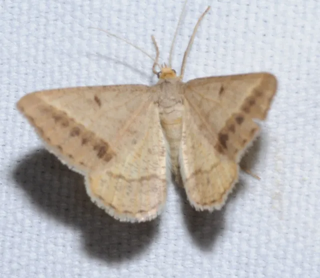 Tephrina arenacearia - lucerna-araszoló