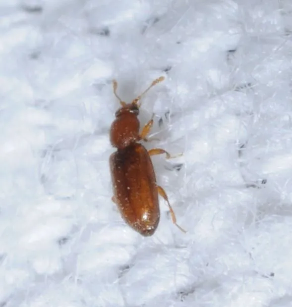 Cryptophagidae - penészbogárfélék