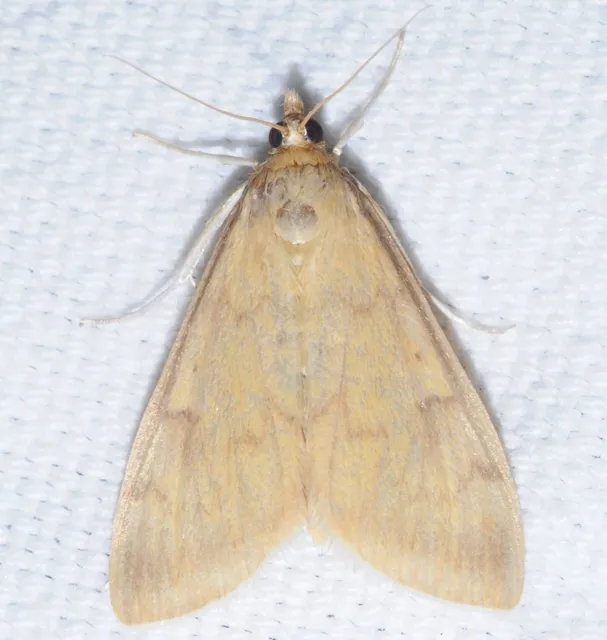 Ostrinia nubilalis - kukoricamoly