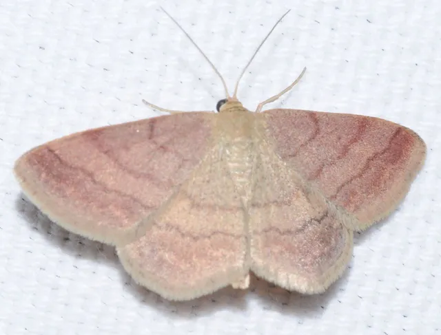 Scopula rubiginata - réti pirosaraszoló