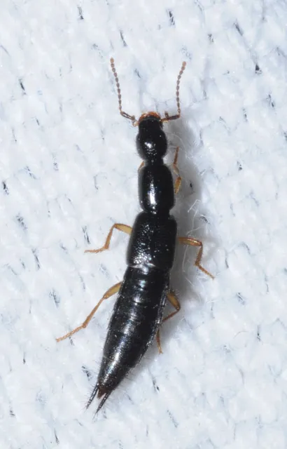 Ochthephilum fracticorne - közönséges posványholyva