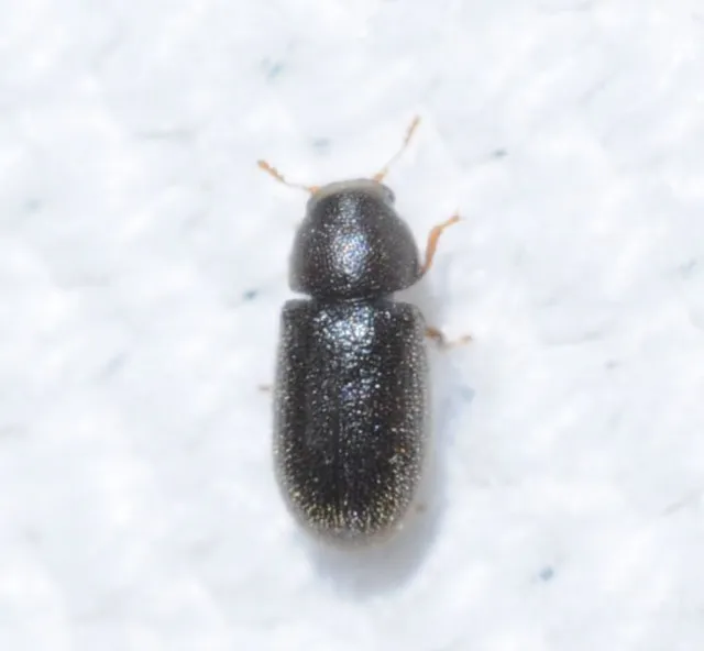 Ciidae - taplószúfélék Ciidae - taplószúfélék