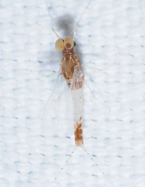Ephemeroptera - Kérészek