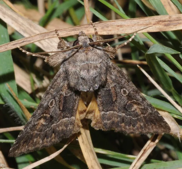 Thalpophila matura - fakó erdeibagoly