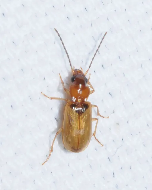 Anthracus consputus - nyerges kisdedfutó
