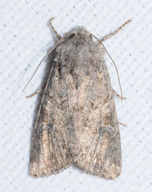 Hadula trifolii - lóherebagoly