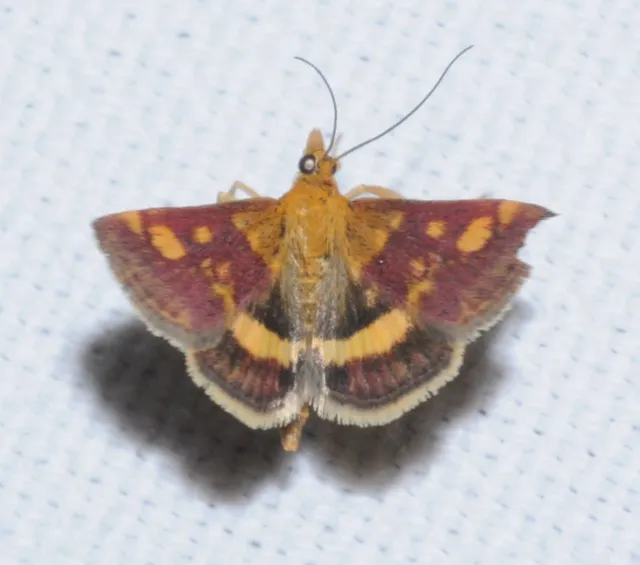 Pyrausta aurata - aranyló bíbormoly