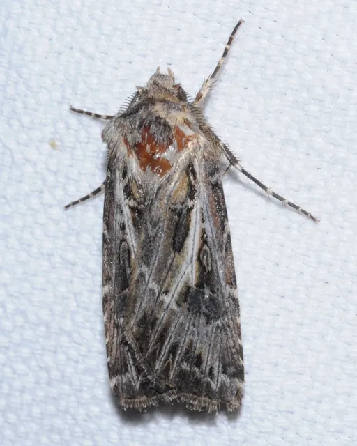 Agrotis vestigialis - őszi földibagoly