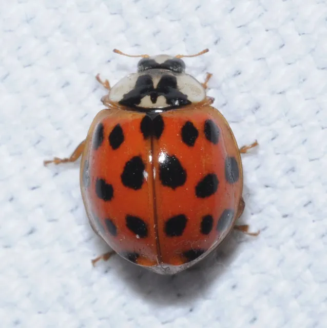Harmonia axyridis - harlekinkatica
