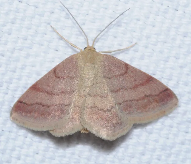 Scopula rubiginata - réti pirosaraszoló