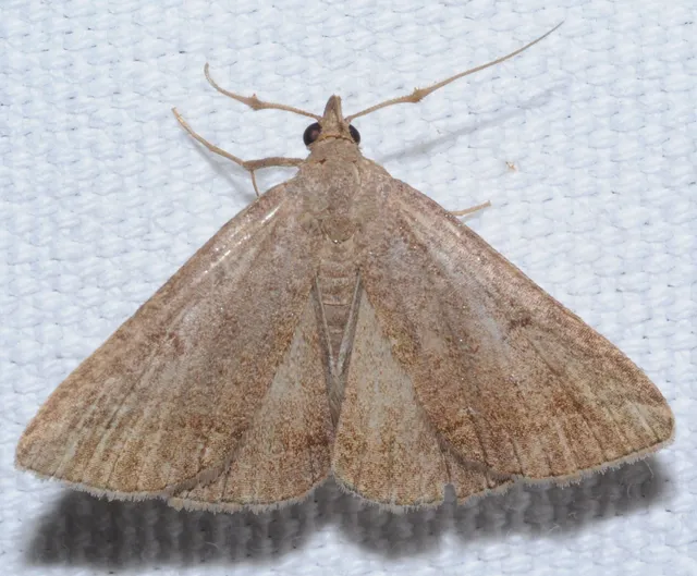 Zanclognatha lunalis - pelyheslábú karcsúbagoly