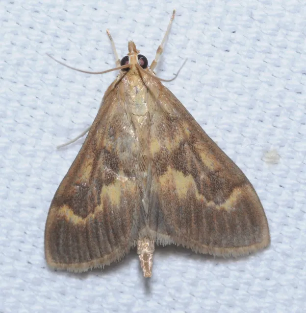 Ostrinia nubilalis - kukoricamoly