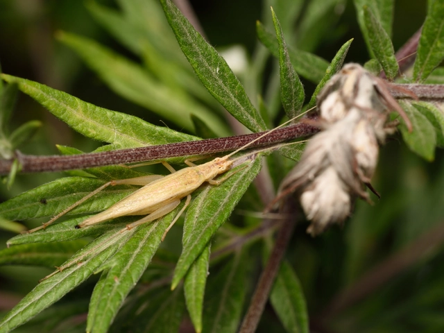 Oecanthus pellucens - pirregőtücsök