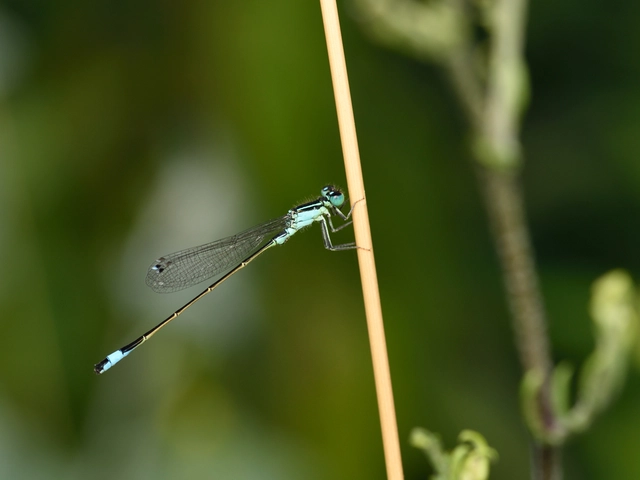 Ischnura elegans pontica - kéköves légivadász