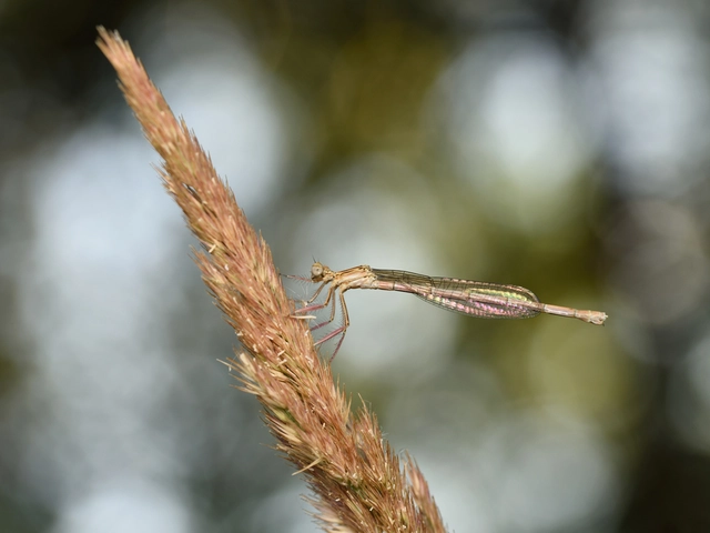 Platycnemis pennipes - széleslábú szitakötő