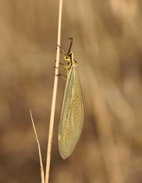 Myrmecaelurus trigrammus - hangyafarkas