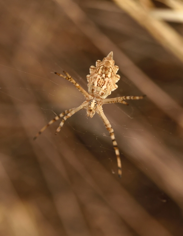 Argiope lobata - karéjos keresztespók