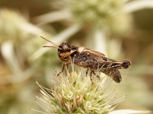 Acrotylus insubricus - önbeásósáska