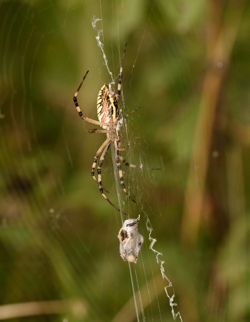 Argiope bruennichi - darázspók