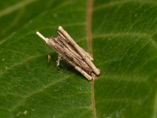 Trichoptera - Tegzesek