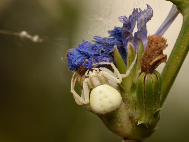 Misumena vatia - viráglakó karolópók