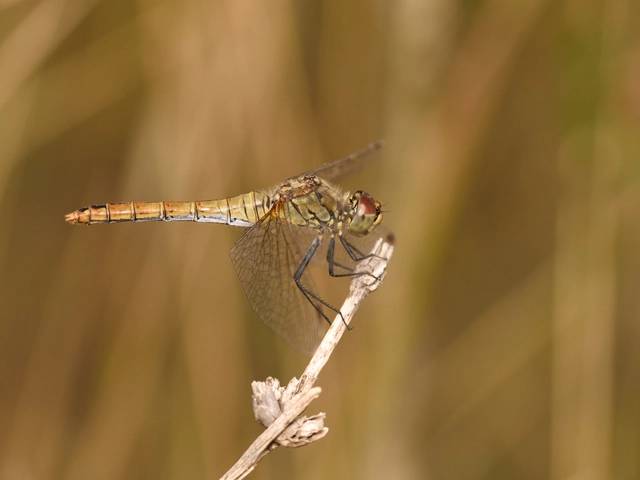 Sympetrum sanguineum - vörös katona-szitakötő
