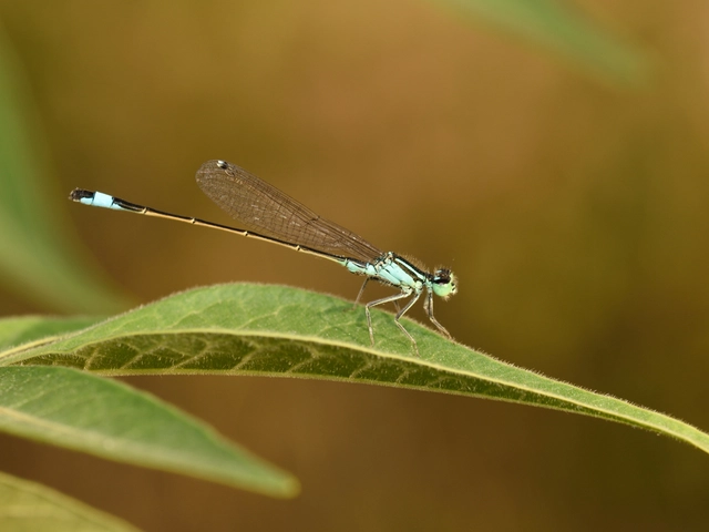 Ischnura elegans pontica - kéköves légivadász