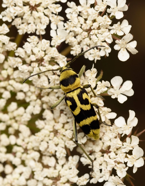 Chlorophorus varius - díszes darázscincér Chlorophorus varius - díszes darázscincér
