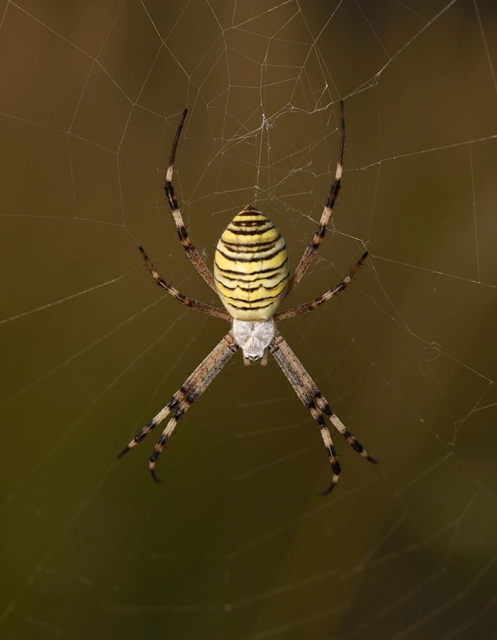 Argiope bruennichi - darázspók