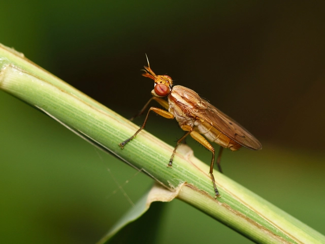 Sciomyzidae - szarvaslégyfélék