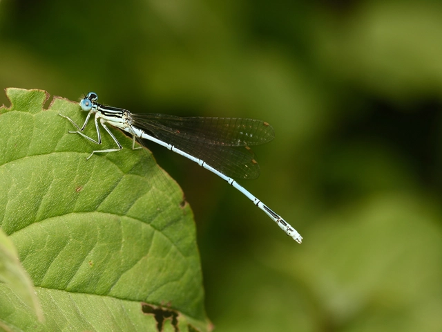 Platycnemis pennipes - széleslábú szitakötő