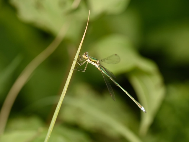 Lestes virens vestalis - kis rablószitakötő