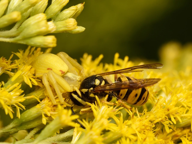 Misumena vatia - viráglakó karolópók