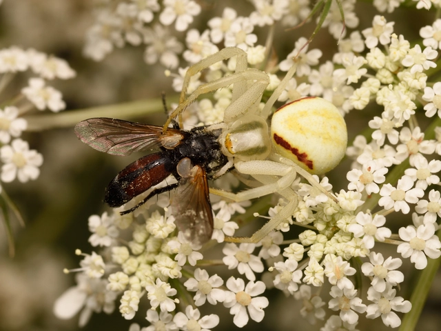 Misumena vatia - viráglakó karolópók