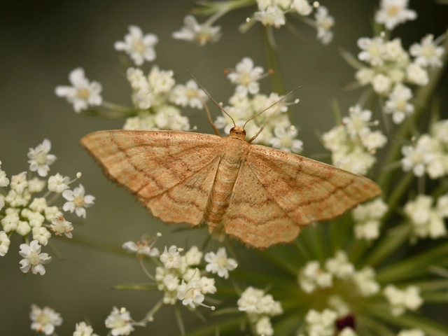 Idaea ochrata - okkerszínű sávosaraszoló