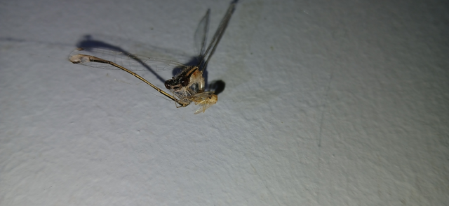 Ischnura elegans pontica - kéköves légivadász
