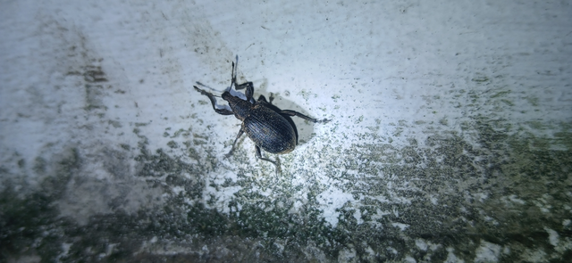 Liophloeus tessulatus - kockás barabolyormányos