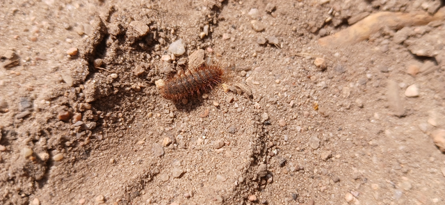 Dermestidae - porvafélék
