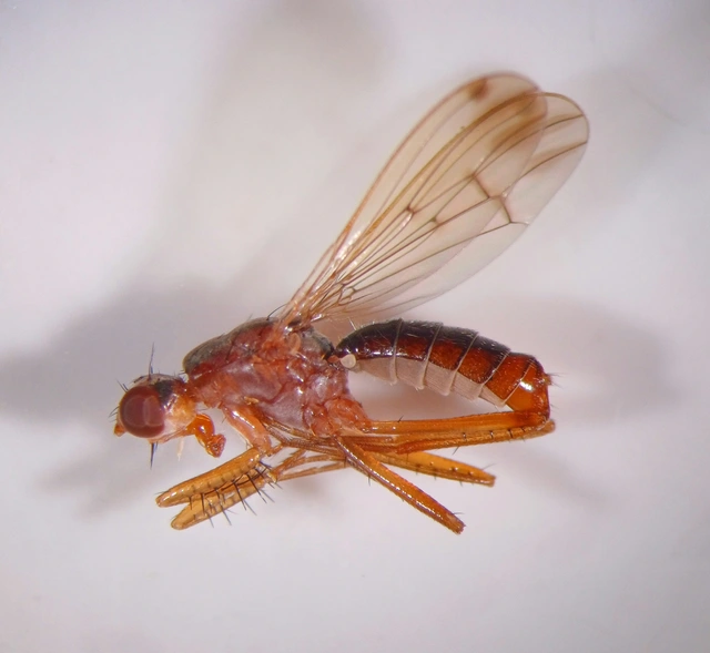 Scathophagidae