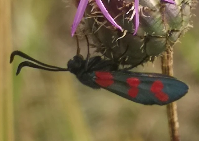 Zygaena filipendulae - acélszínű csüngőlepke
