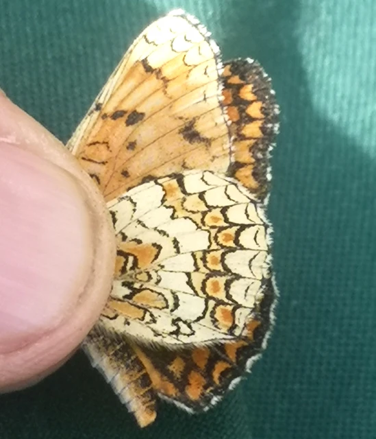 Melitaea phoebe - nagy tarkalepke
