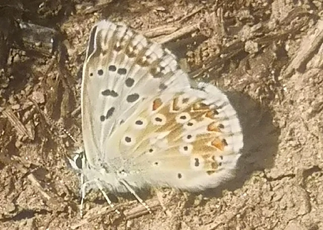 Polyommatus coridon - ezüstkék boglárka