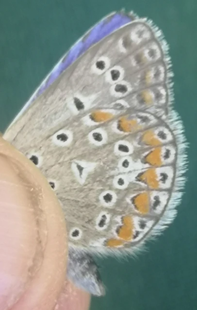 Polyommatus thersites - ibolyaszín boglárka