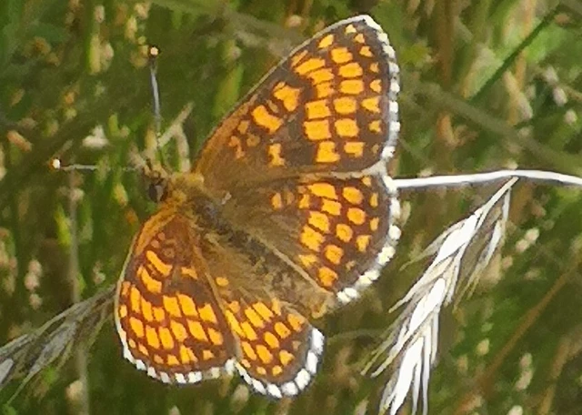 Melitaea athalia - közönséges tarkalepke