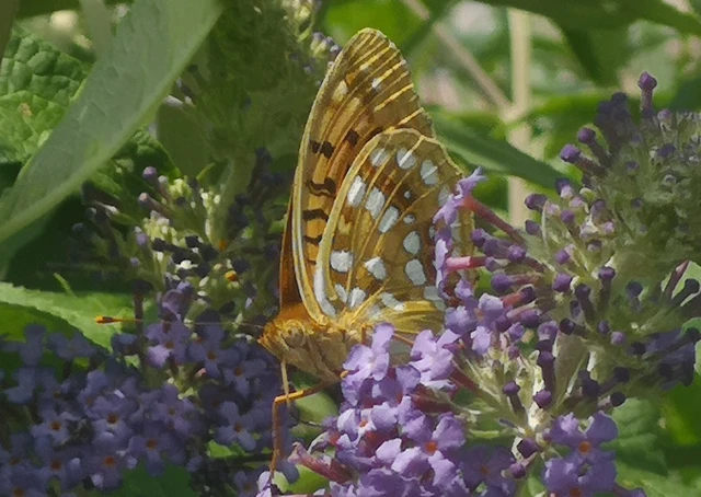 Argynnis adippe - ezüstös gyöngyházlepke