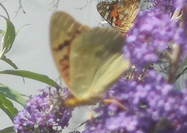 Argynnis pandora - zöldes gyöngyházlepke